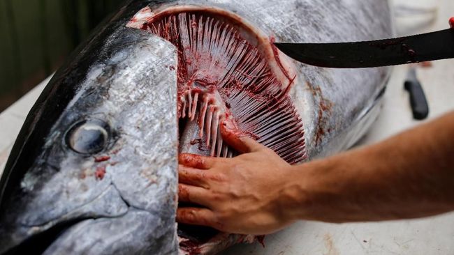 Foto: Gemar Makan Ikan, Hati-hati Ini 5 Ikan dengan Kandungan Merkuri Tinggi yang Perlu Diwaspadai | Pifa Net