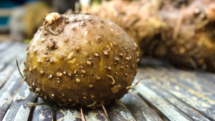 Foto: Petani Umbi Porang di Lahan Gambut Kubu Raya, Kalbar Mampu Raup Penghasilan Rp560 Juta Sekali Panen | Pifa Net