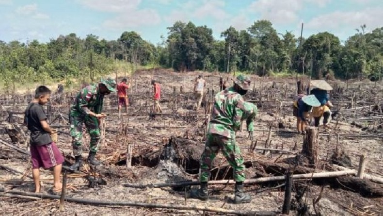 Foto: TNI Ikut  Tradisi Nugal Gotong-Royong Bersama Masyarakat Dayak Sintang | Pifa Net