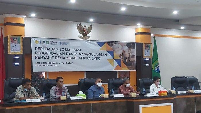 Foto: Virus Flu Babi Afrika Mulai Ditemukan di Sintang | Pifa Net