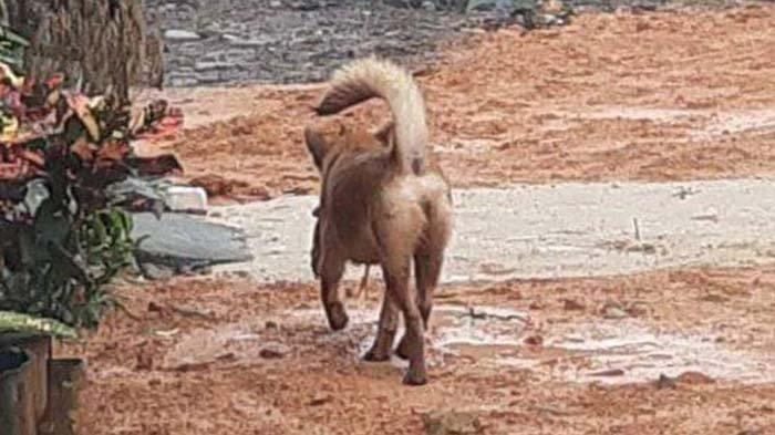 Foto: Yustina Minta Masyarakat Laporkan Jika Ada Melihat Anjing Diduga Rabies Di Singkawang  | Pifa Net
