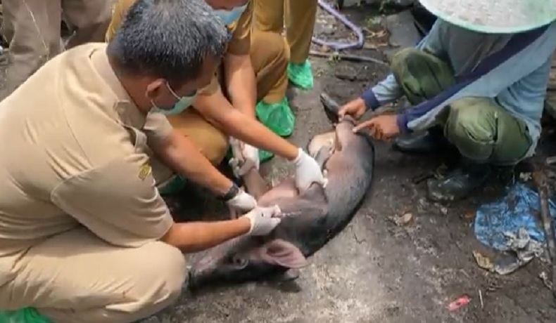 Foto: Maraknya Virus ASF Di Beberapa Daerah Di Kalbar Dengan Total 460 Kasus | Pifa Net
