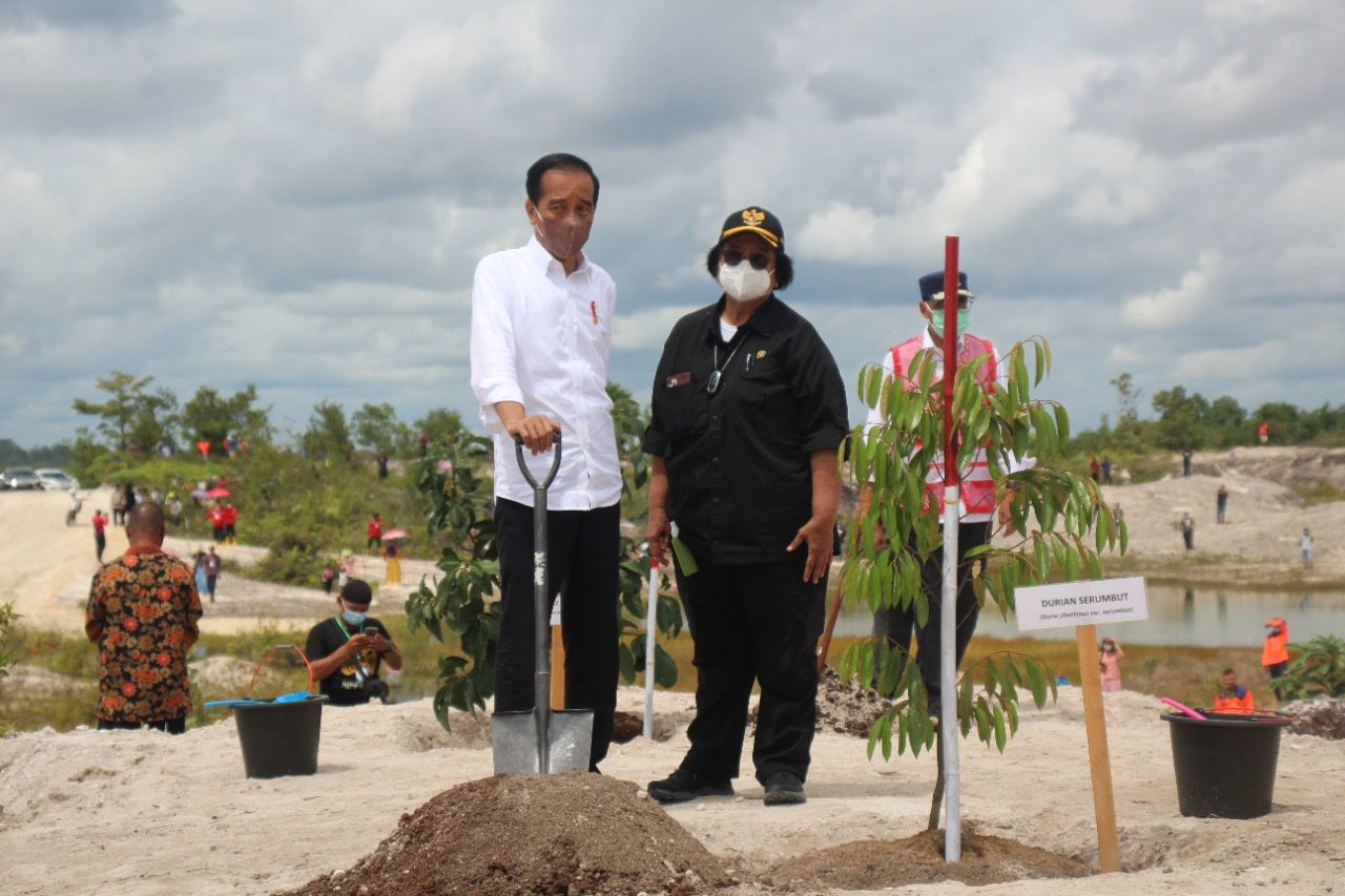 Foto: Tanam Pohon untuk Pemulihan Lingkungan Area Bekas Tambang, Jokowi Sebut DAS Sungai Kapuas-Melawi Hulunya Banyak yang Rusak | Pifa Net