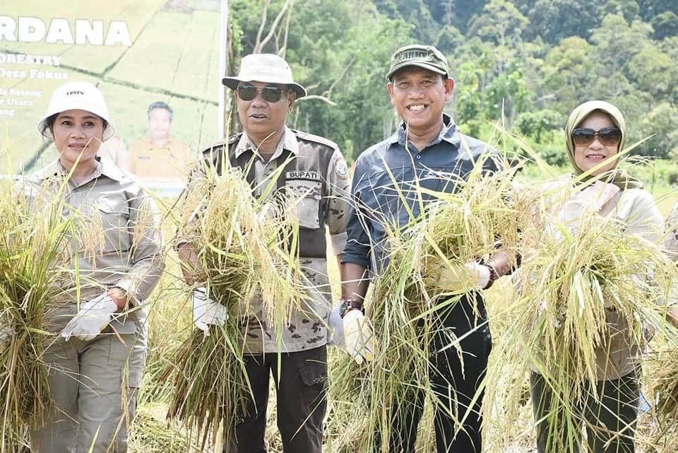 Foto: Bupati dan Wabup Ketapang Panen Perdana Padi di Kawasan Agro Foresta Pertanian Terpadu Desa Fokus | Pifa Net