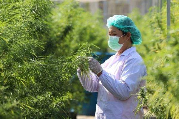 Foto: Resmi, Thailand Jadi Negara Pertama di Asia yang Izinkan Warganya Tanam Ganja untuk Pengobatan Tradisional | Pifa Net