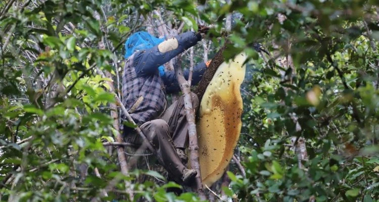 Foto: Warga di Dusun Semangit Bisa Hasilkan Madu Satu Ton Sekali Panen  | Pifa Net