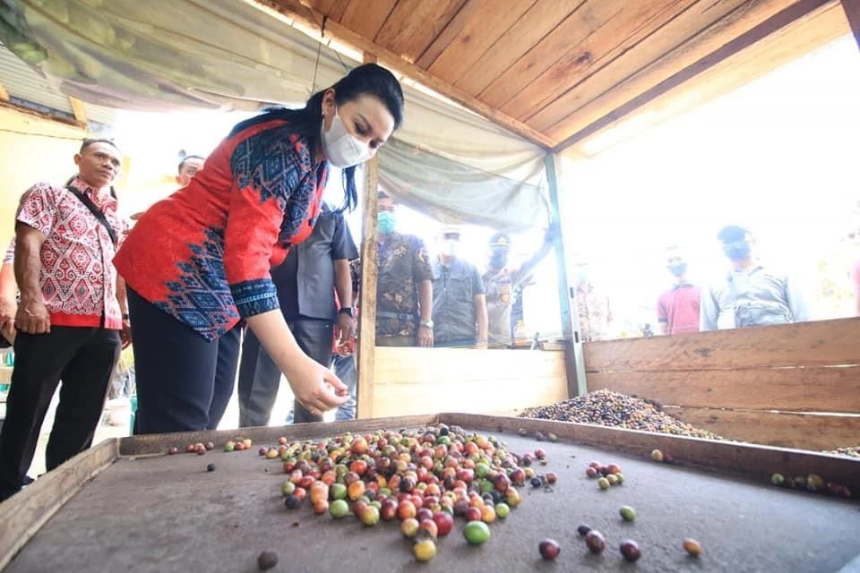 Foto: Kunker ke Kayong Utara, Bupati Landak Belajar Budidaya Kopi | Pifa Net