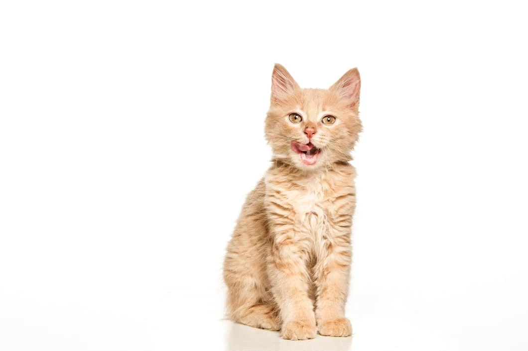 Foto: Tiga Tips Menghindarkan Kucing dari Rasa Bosan | Pifa Net