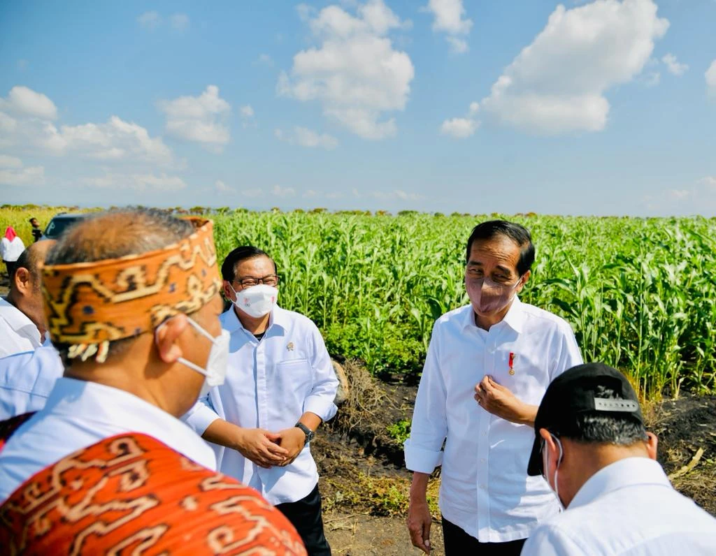 Foto: Diversifikasi Pangan, Presiden Jokowi Harapkan Sorgum Jadi Alternatif Bahan Pangan | Pifa Net