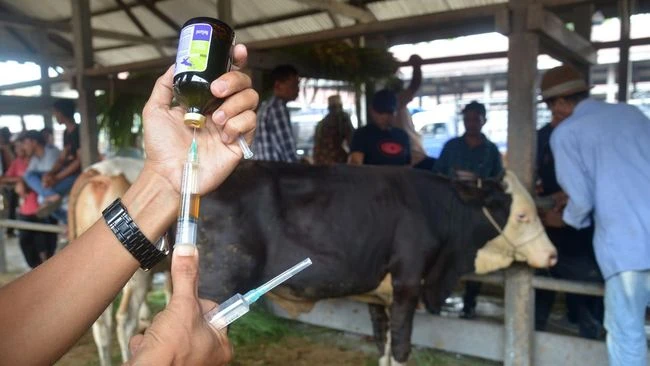 Foto: Kalbar Terima 30 Ribu Dosis Vaksin untuk Ternak Cegah PMK | Pifa Net