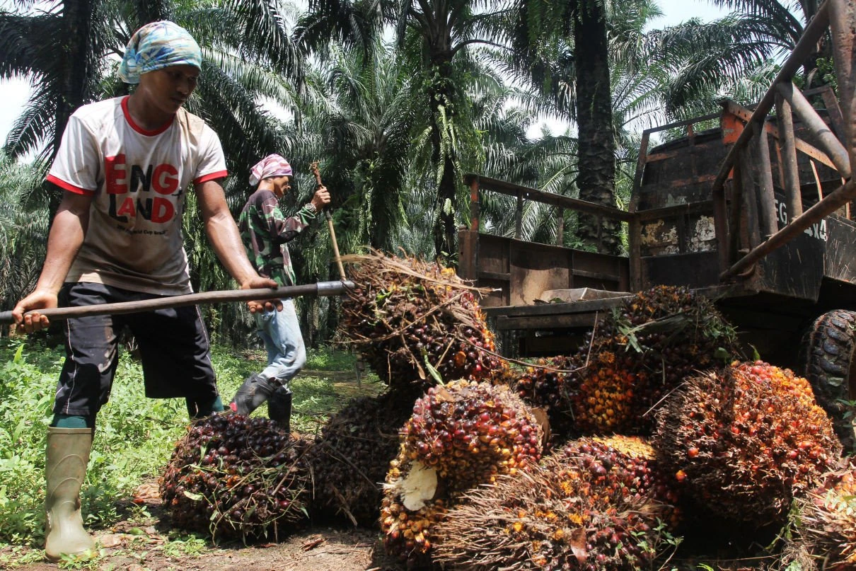 Foto: Pemerintah Diminta Stabilkan Harga TBS Sawit di Kalbar | Pifa Net