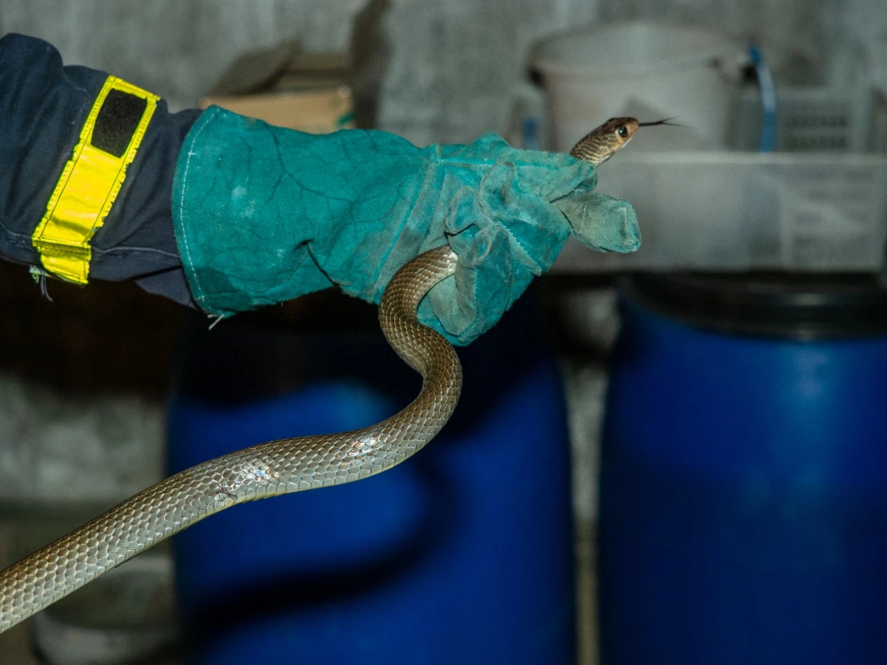 Foto: Awas! Musim Penghujan Ular Bisa Cari Kehangatan ke Belakang Kulkas, Ini Tanda-tanda yang Harus Diwaspadai Penghuni Rumah | Pifa Net