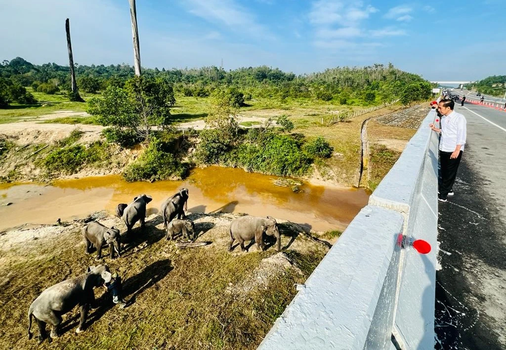 Presiden Jokowi melihat perlintasan gajah di KM 12 ruas tol Pekanbaru-Dumai, Provinsi Riau, pada Kamis (05/01/2023). (Foto: BPMI Setpres/Laily Rachev)