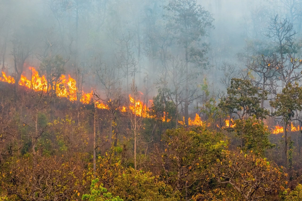 Empat hektare lahan di Kabupaten Kubu Raya ludes dilahap si jago merah. (Foto Ilustrasi: Dok. PIFA/Freepik toa55)