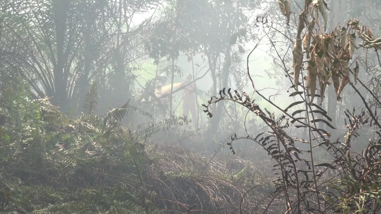 Foto: Sepekan Tak Diguyur Hujan, Satu Hektare Tanah Kaplingan di Parit Demang Terbakar | Pifa Net