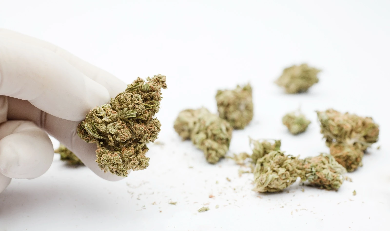 Foto: Tim Gabungan Tangkap Penyelundup 9,1 Kilo Ganja Asal Medan Siap Edar di Kalbar | Pifa Net
