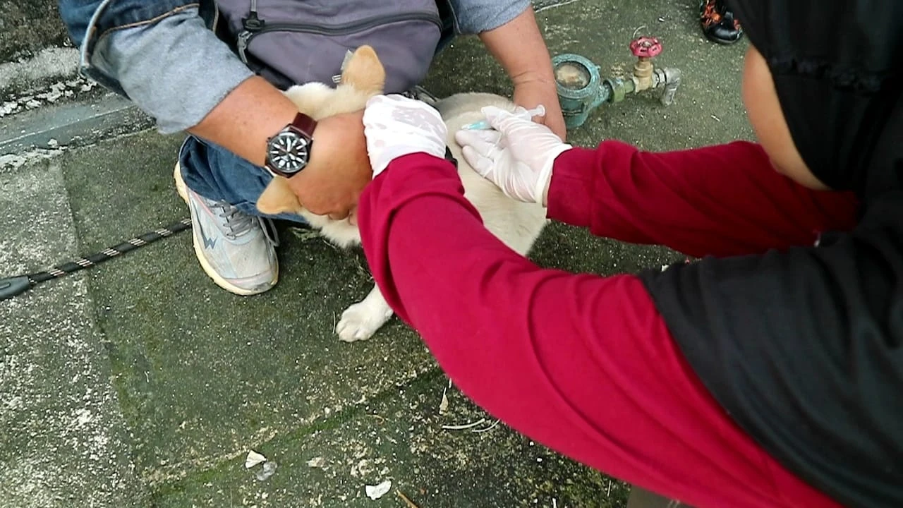 Kabupaten Sintang resmi menetapkan Kejadian Luar Biasa (KLB) Rabies. (Dok. Istimewa)