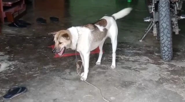 Foto: Angka Gigitan Anjing Meningkat, Sintang Butuh Tambahan Vaksin Rabies | Pifa Net