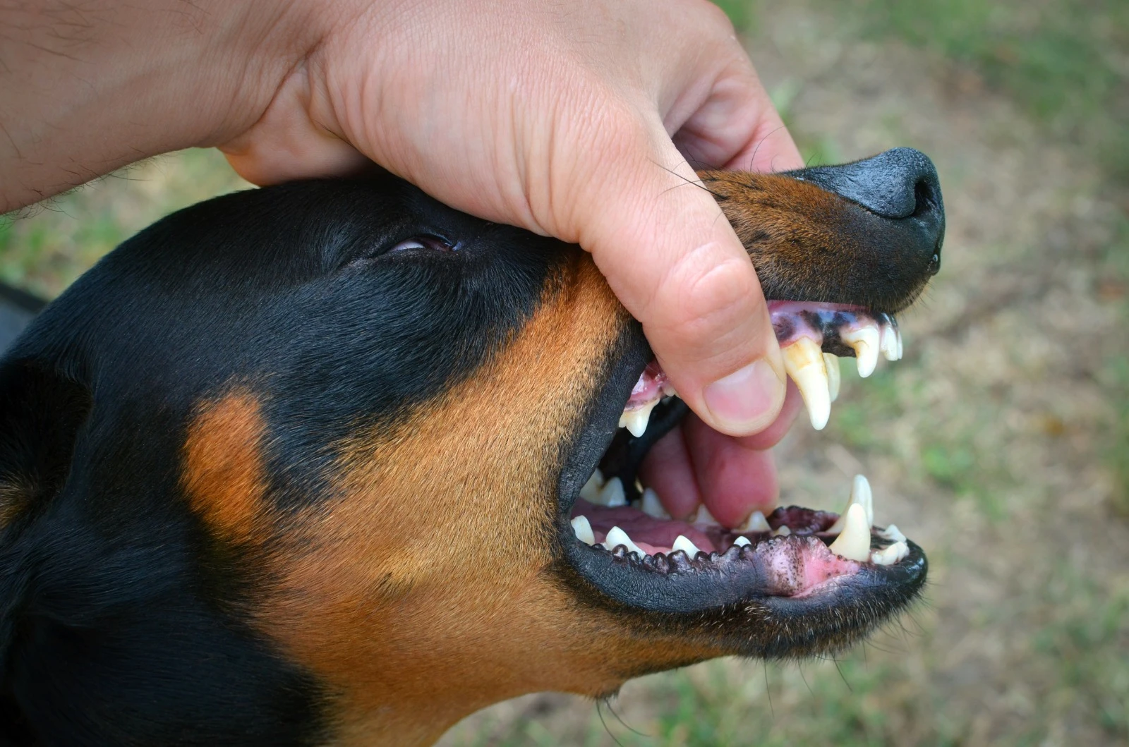 Foto: 7 Ciri-Ciri Anjing Rabies dan Cara Memberikan Pertolongan Pertama Jika Mengalami Gigitan | Pifa Net