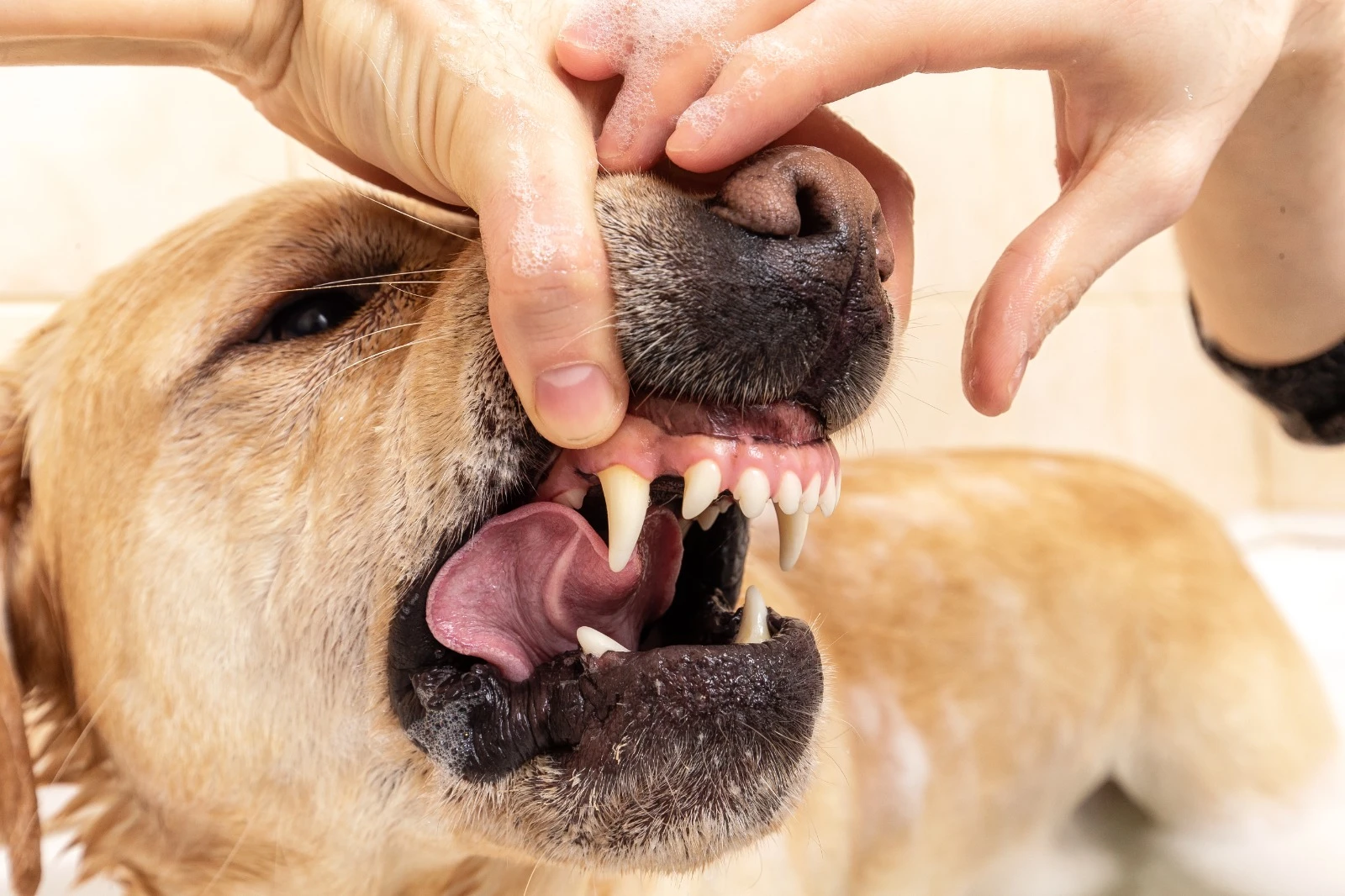 Foto: Sedang Marak, Kenali 6 Penyebab Anjing Terkena Rabies | Pifa Net