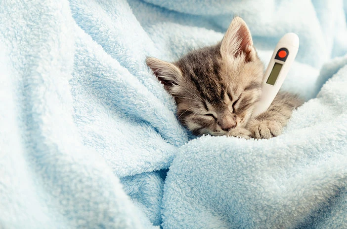 Foto: Kenali 4 Tanda Kucing Sedang Sakit, Jangan Dianggap Remeh! | Pifa Net