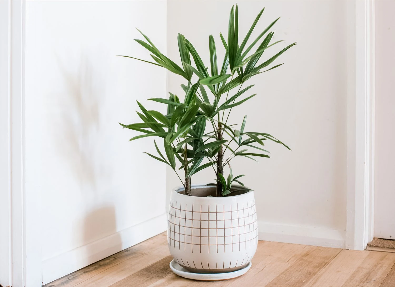 Rekomendasi tanaman indoor untuk menyejukkan ruangan, salah satunya gunakan Lady Palm (Rhapis excelsa). (The Spruce)