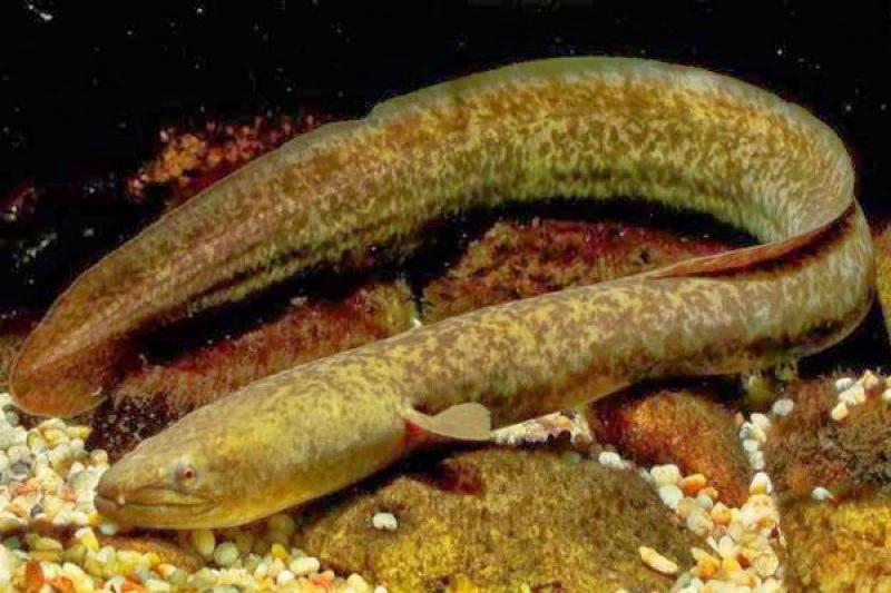 Foto: Jadi Sumber Protein Terbaik Ungguli Salmon, Apa Saja Kandungan yang Ada pada Ikan Sidat? | Pifa Net