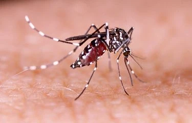 Nyamuk Wolbachia digunakan oleh Kementerian Kesehatan untuk menanggulangi demam berdarah yang menghantui Indonesia saat ini. (Kompas.com)