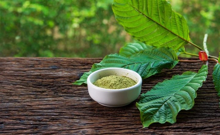 Asosisasi Petani Purik Indonesia (Appuri) mengatakan, pemerintah serius soal ekspor kratom. (Jurusan Kimia FMIPA Untan)