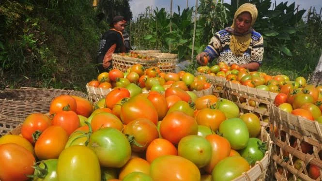Foto: Harga Tomat Naik Dua Kali Lipat! | Pifa Net