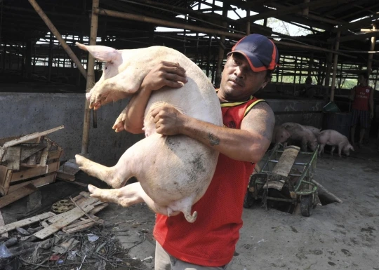 Foto: Tagih Investigasi, DPRD: Kisruh Bongkar Muat Babi Berawal dari Pengusaha Tak Patuh  | Pifa Net