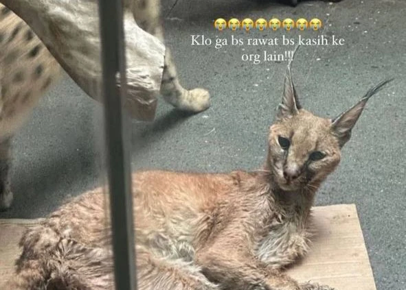 Foto: Rachel Vennya Kesal, Mantan Suami Diduga Telantarkan Kucing Hutan Peliharaannya | Pifa Net
