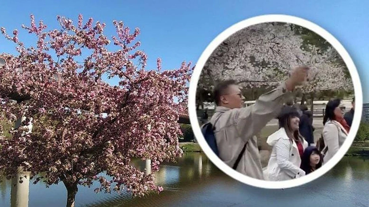 Foto: Heboh Turis Diduga Asal Indonesia Rusak Pohon Sakura di Jepang | Pifa Net