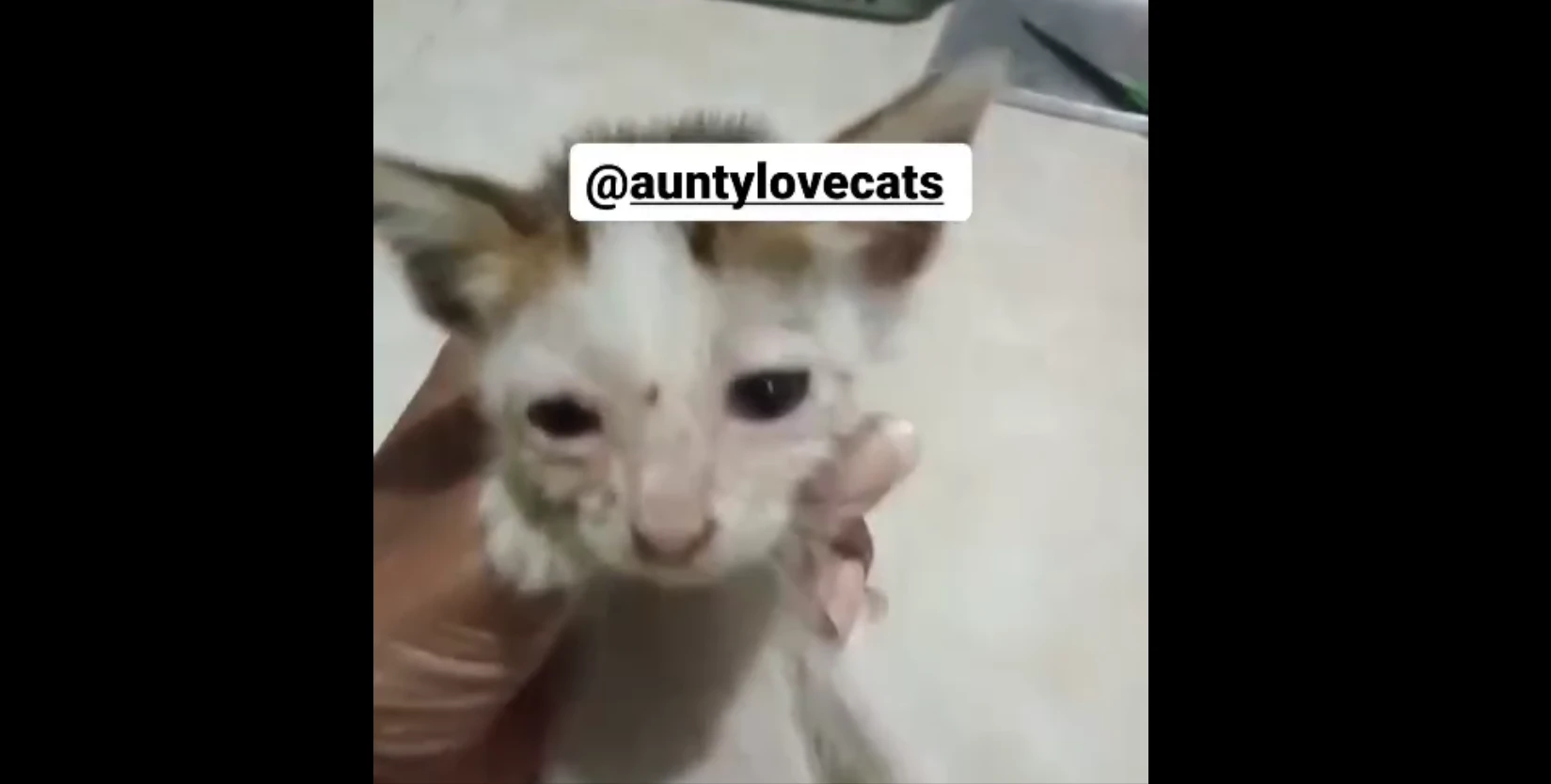 Foto: Kondisi Anak Kucing yang Ditendang oleh Pria di Pontianak saat Hujan | Pifa Net