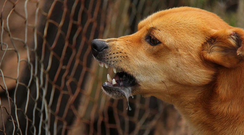 Anak usia 7 tahun di Kabupaten Landak, Kalbar, menigggal dunia setelah digigit anjing rabies. (Ilustrasi: MediaKonsumen)