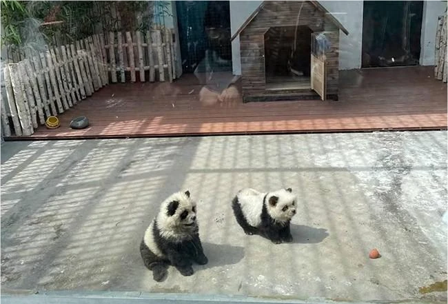 Foto: Waduh, Kebun Binatang di China Sulap Anjing jadi Panda Pakai Pewarna | Pifa Net