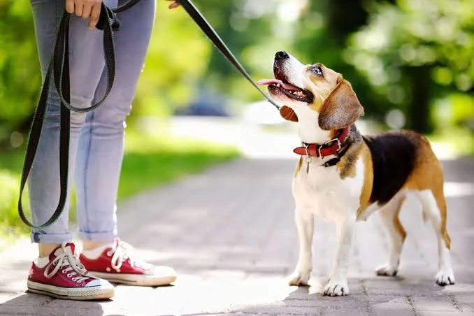 Foto: Modus Kasih Makan, Dua Pria di Pontianak Curi dan Seret Anjing Pakai Sepeda Motor | Pifa Net