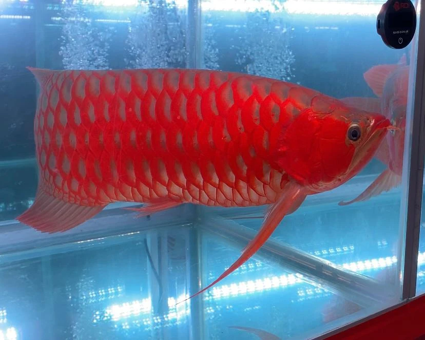 Foto: Melihat Kontes Ikan Arwana di Pontianak, Peserta ada Dari Malaysia hingga Jepang | Pifa Net