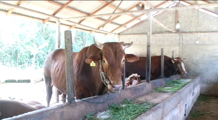 Foto: Arjuna, Sapi Kurban Presiden Jokowi di Kalbar, Bobotnya 1 Ton | Pifa Net