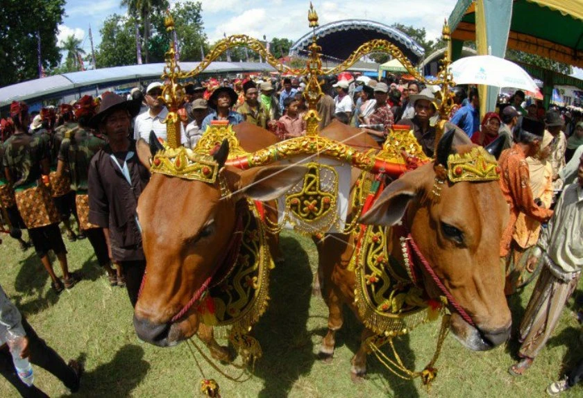 Foto: 5 Tradisi Unik Iduladha di Indonesia | Pifa Net