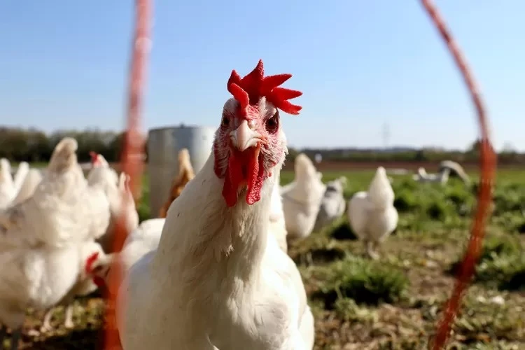 Foto: Bikin Merinding! Pria asal Tasikmalaya Perkosa 300 Ayam hingga Domba Milik Tetangga, Ini Cerita Lengkapnya | Pifa Net