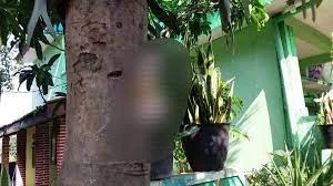Kucing dipaku di pohon. (Detikcom)