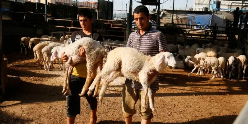 Foto: Israel Larang Masuknya Hewan Kurban ke Gaza, Warga Palestina Merayakan dalam Kesedihan | Pifa Net
