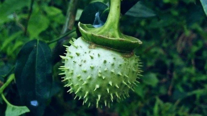 Foto: 5 Bahaya Buah Kecubung yang Picu Kematian Warga Banjarmasin | Pifa Net