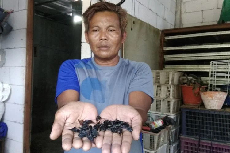 Daftar kuliner ekstrem yang ada di Indonesia, salah satunya empedu ular kobra. (Kompas.com)