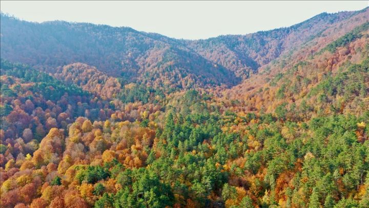 Foto:  Konsumsi Uni Eropa Sebabkan Hilangnya 149 Juta Pohon dalam Tiga Tahun, WWF Desak Penegakan EUDR | Pifa Net