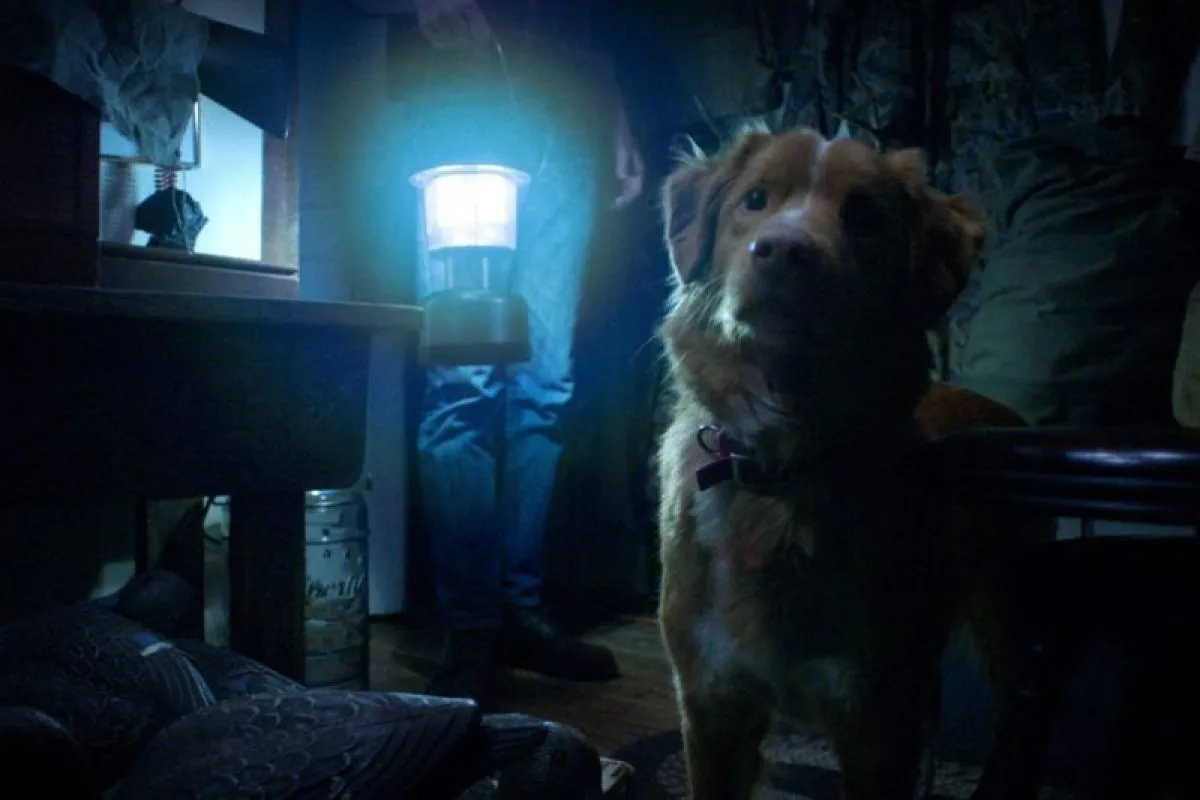 Foto: Good Boy”, Film Horor Supernatural dari Sudut Pandang Anjing | Pifa Net
