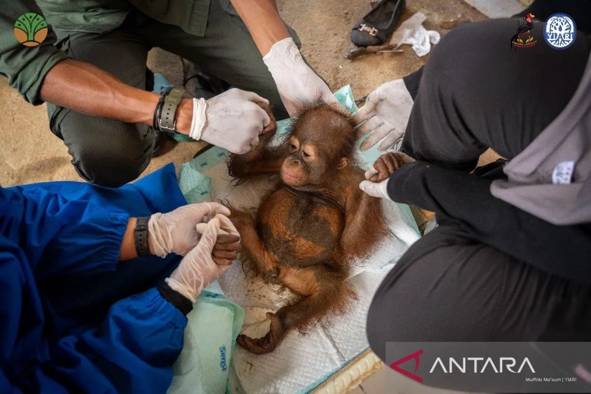 Foto: Bayi Orangutan Diselamatkan dari Kawasan PETI di Ketapang, Induk Diduga Telah Dibunuh | Pifa Net