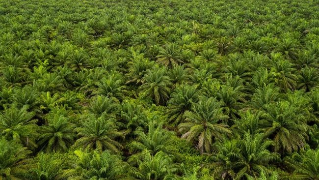 Foto: PDIP Soroti Rencana Prabowo Perluas Perkebunan Sawit di Papua | Pifa Net