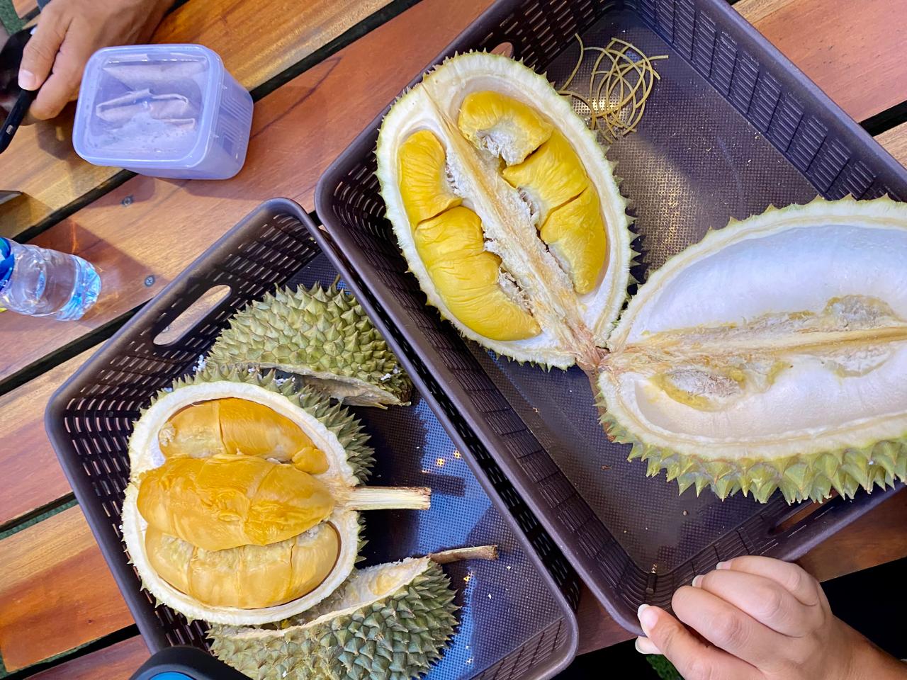 Foto: Asiknya Menikmati Durian Musang King di Sibolang Durian Medan | Pifa Net